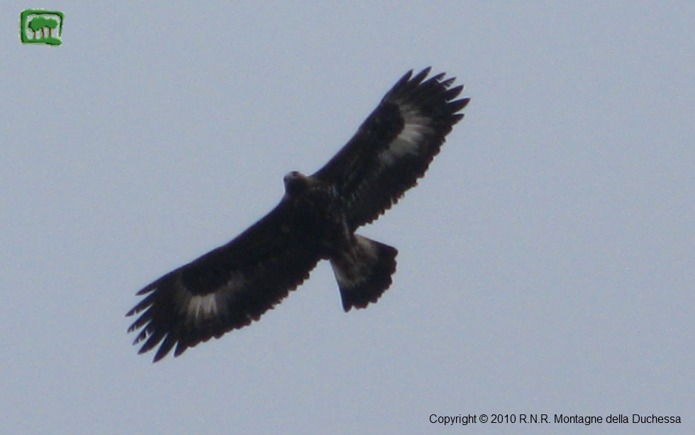 Aquila giovane immaturo 2